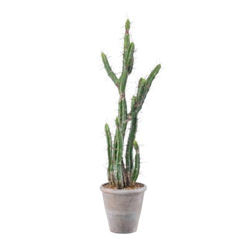 CACTUS STETSONIA DECORATIVE PLANT. Find it on MisterWils. More than 4000m² of showroom and warehouse.